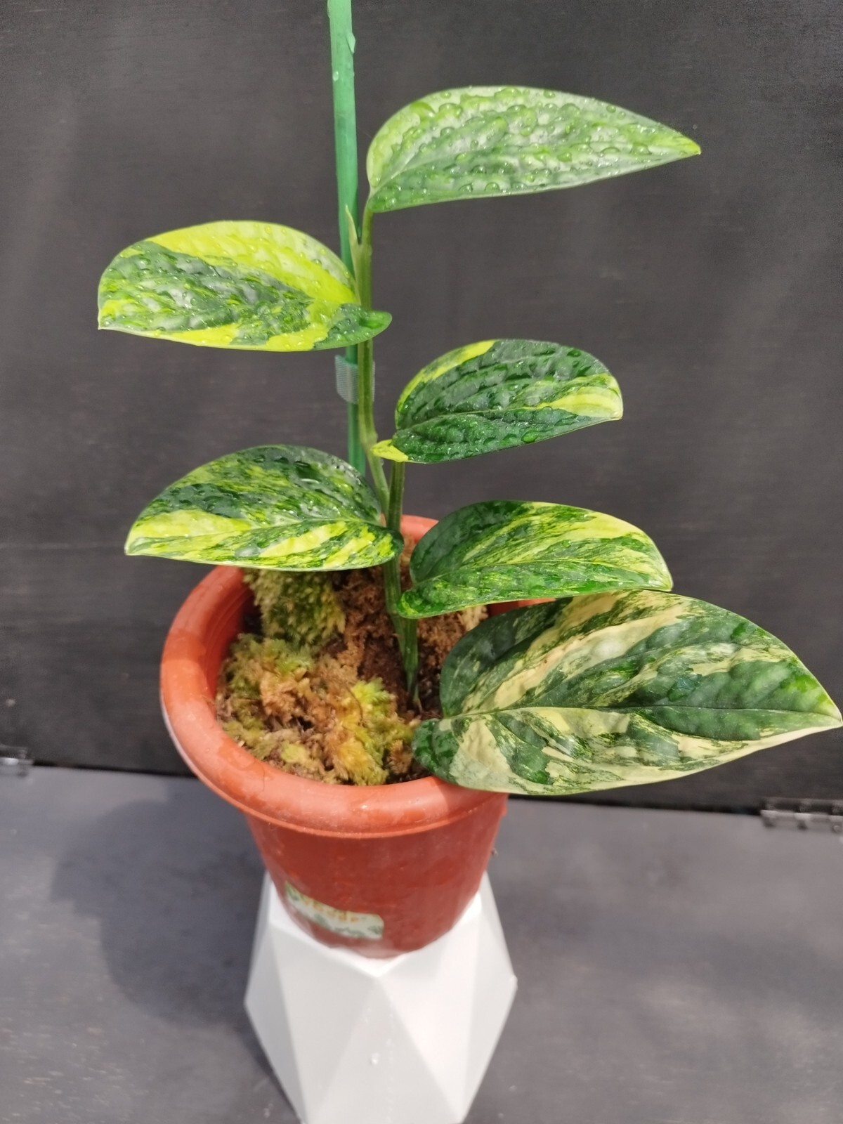 Monstera Karstenianum Peru Variegated Real Picture