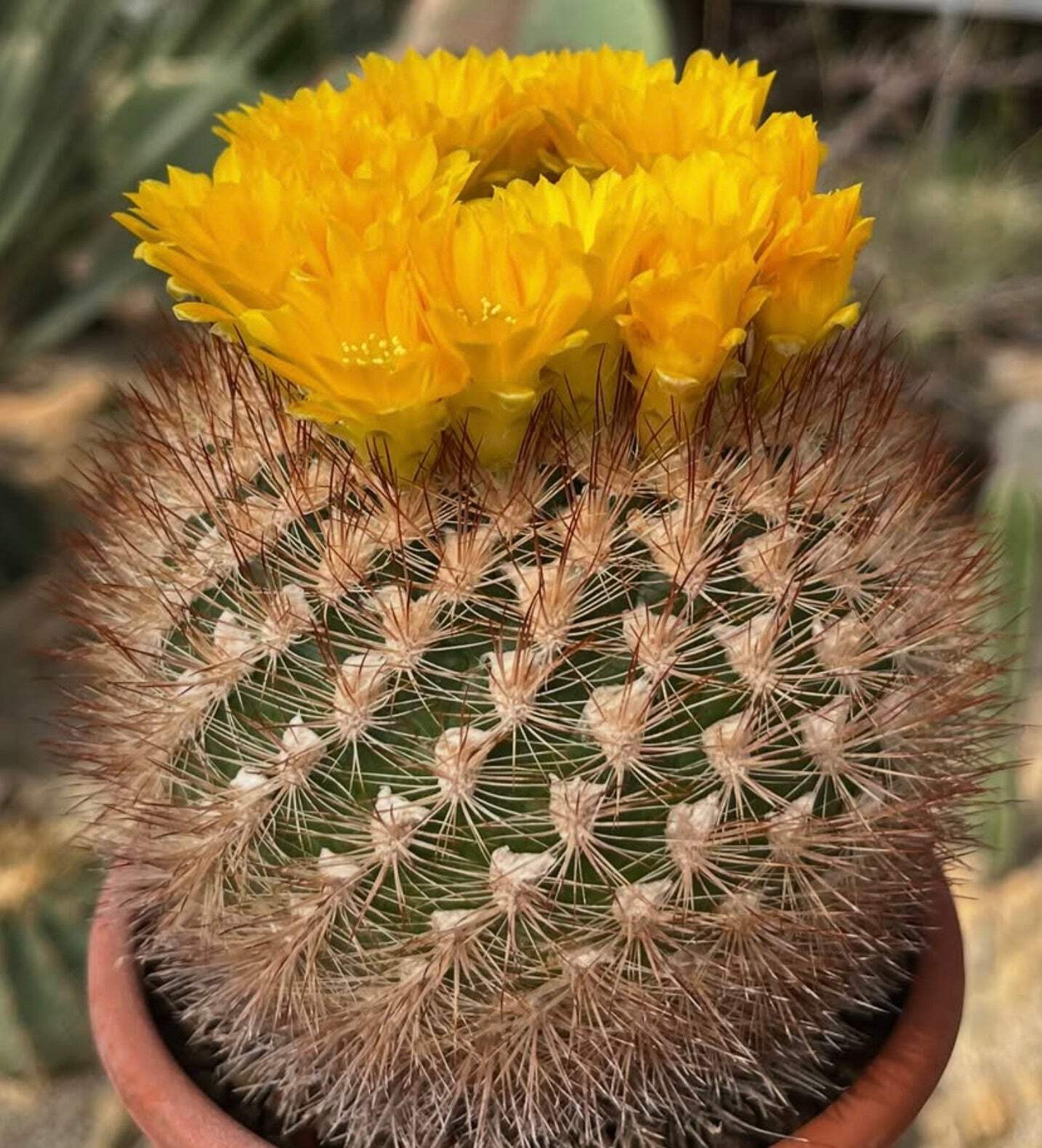 Weingartia pulquinensis var. mairanana SEEDS – Rare Cactus SEEDS