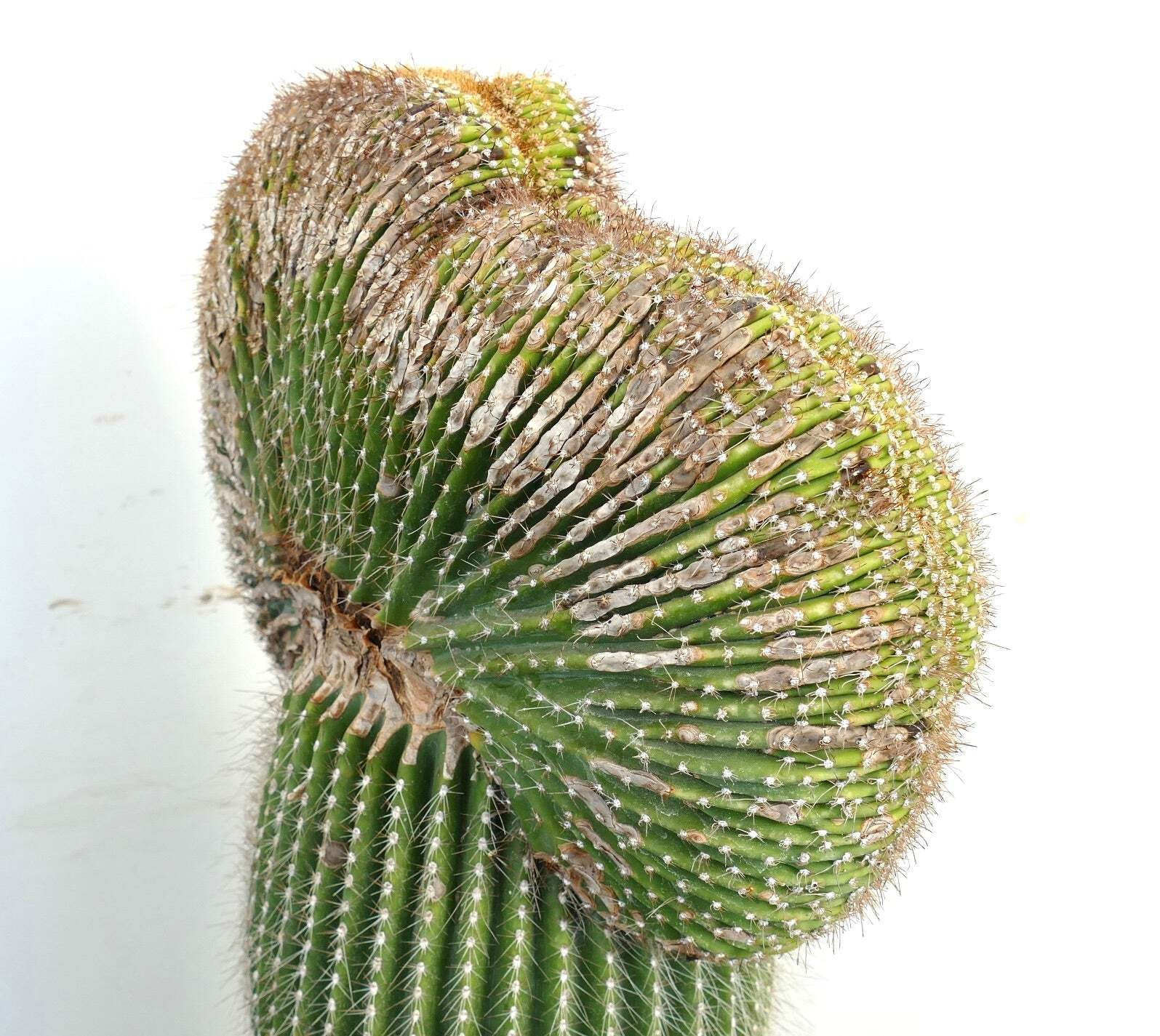 Carnegiea polylopha SAGUARO CRESTED 83x35cm – NO COPIAPOA CINEREA