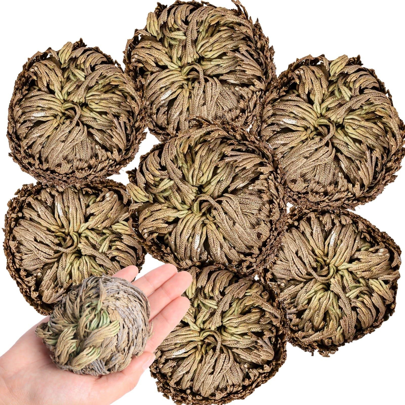7 Pack Rose of Jericho Dried Plants – Rosa de Jerico Original, Dried Fern Lik…