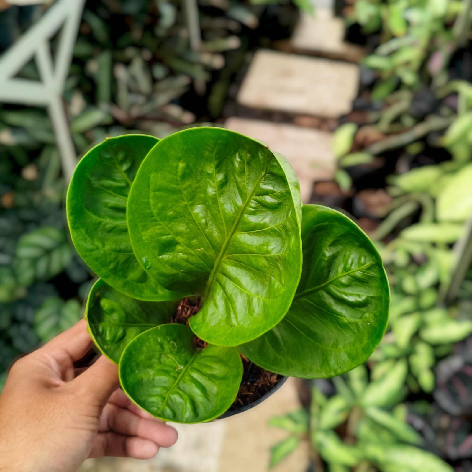 Anthurium Granpa Ornamental Plant