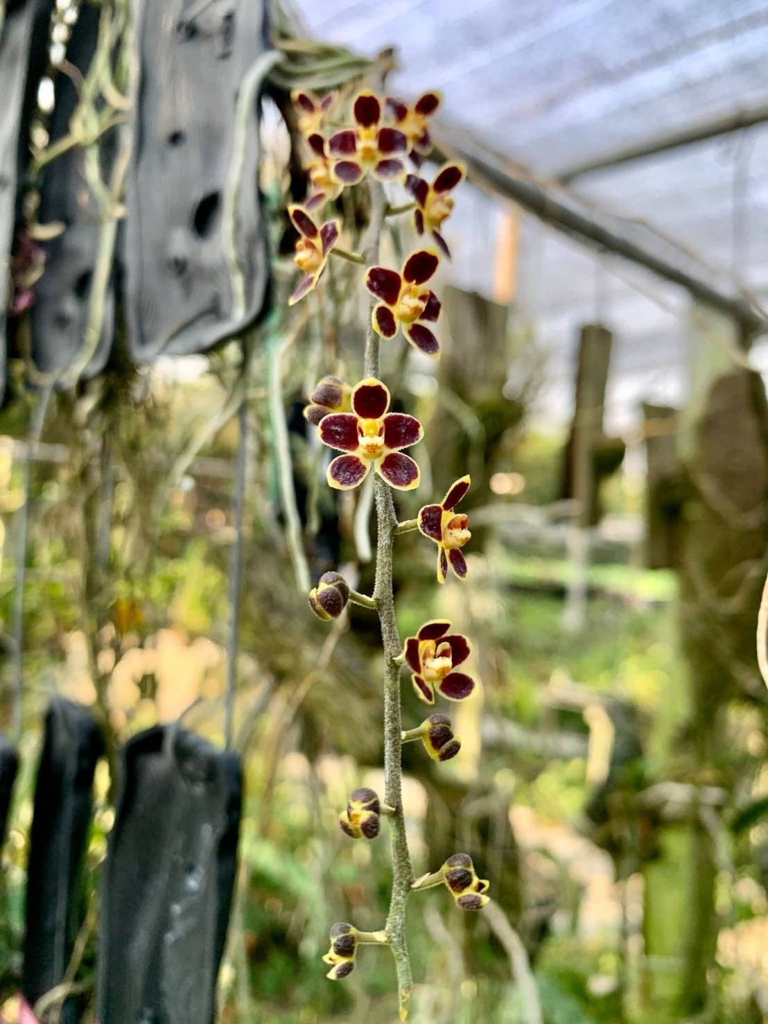 Red Chiloschista viridiflora Seidenf / Leafless Orchid 1 pc.