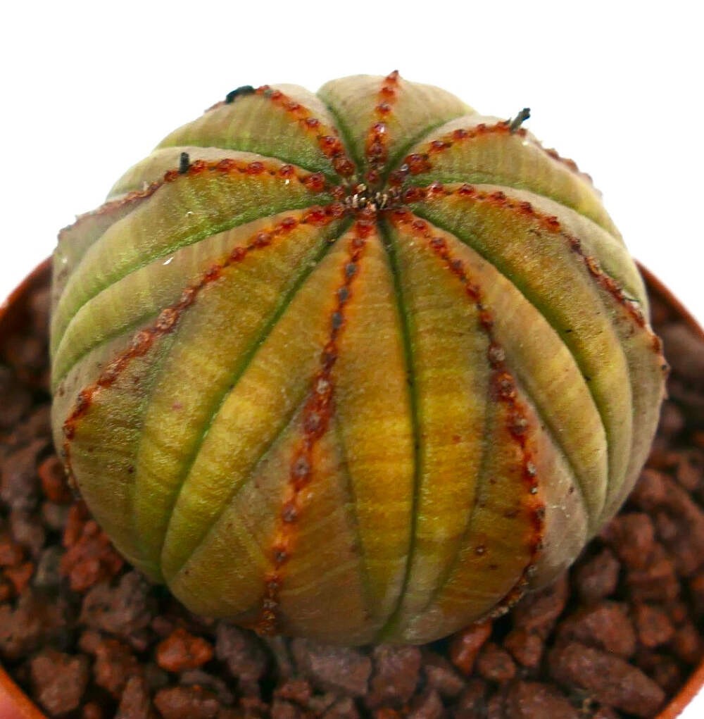 Euphorbia obesa YELLOWISH-BROWNISH & RED LINES A123 – Baseball plant | Basketbal