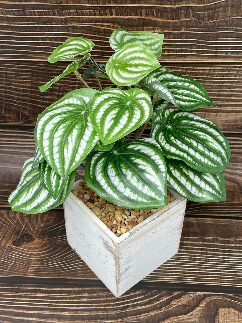 11″ Potted faux Watermelon Peperomia silk plant in White wood box, handmade