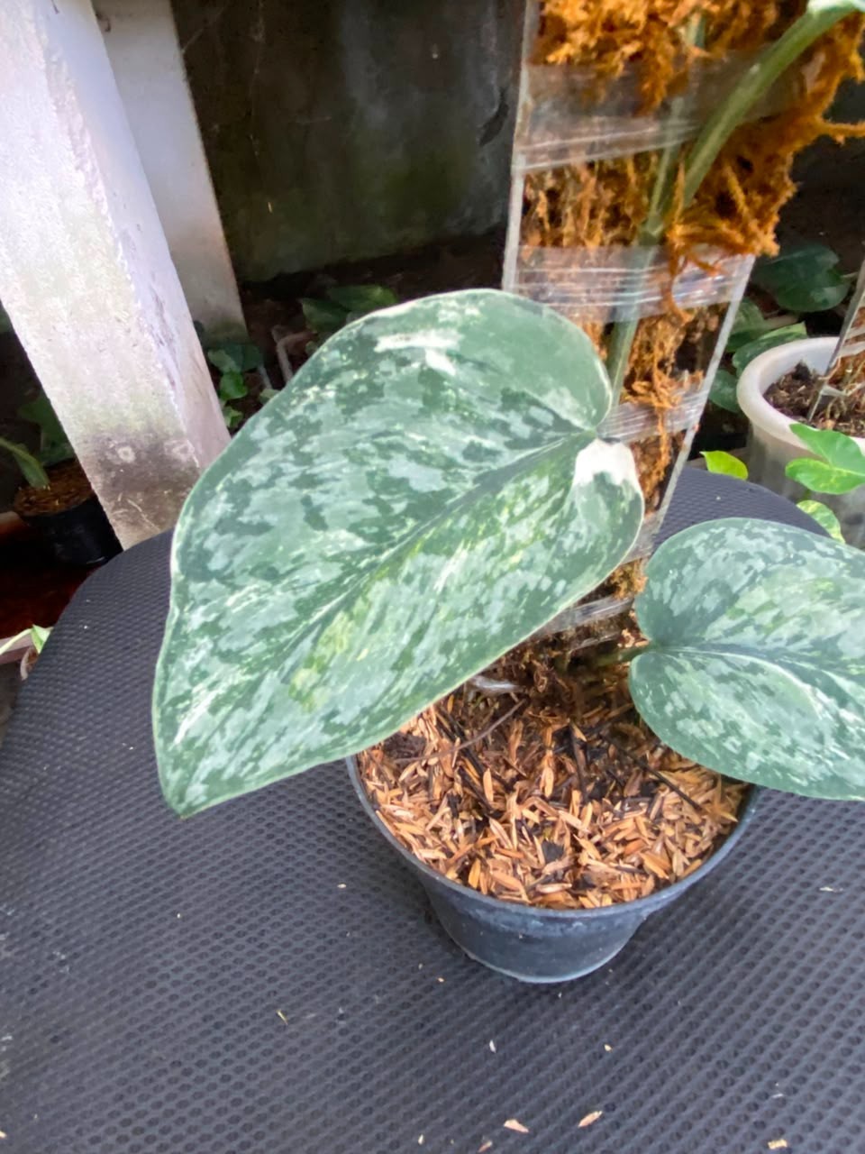 Scindapsus acintya, Rare Variegated, Real Picture, Aroid Houseplant