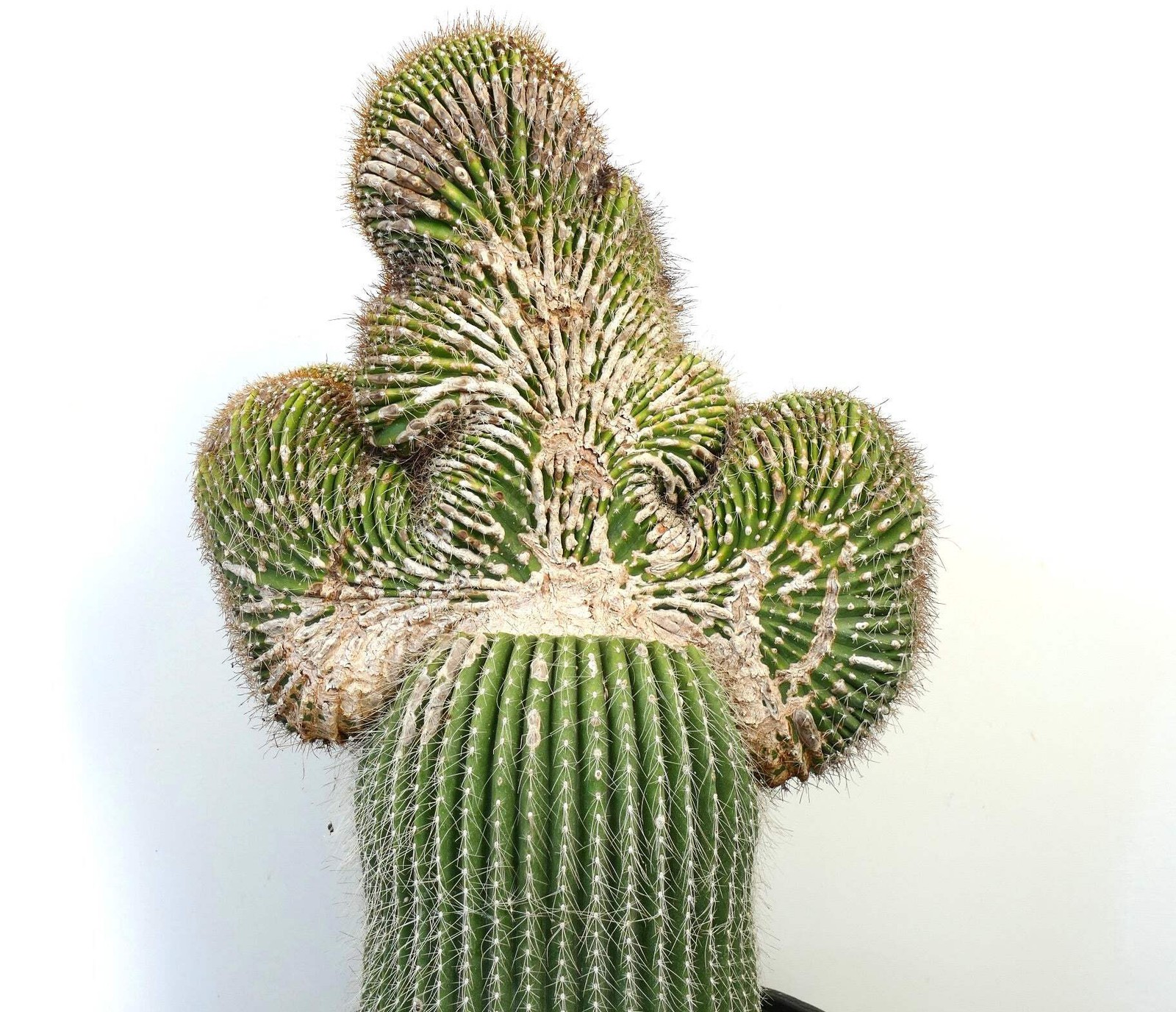 Carnegiea polylopha SAGUARO CRESTED 65x40cm – WILD no copiapoa cinerea
