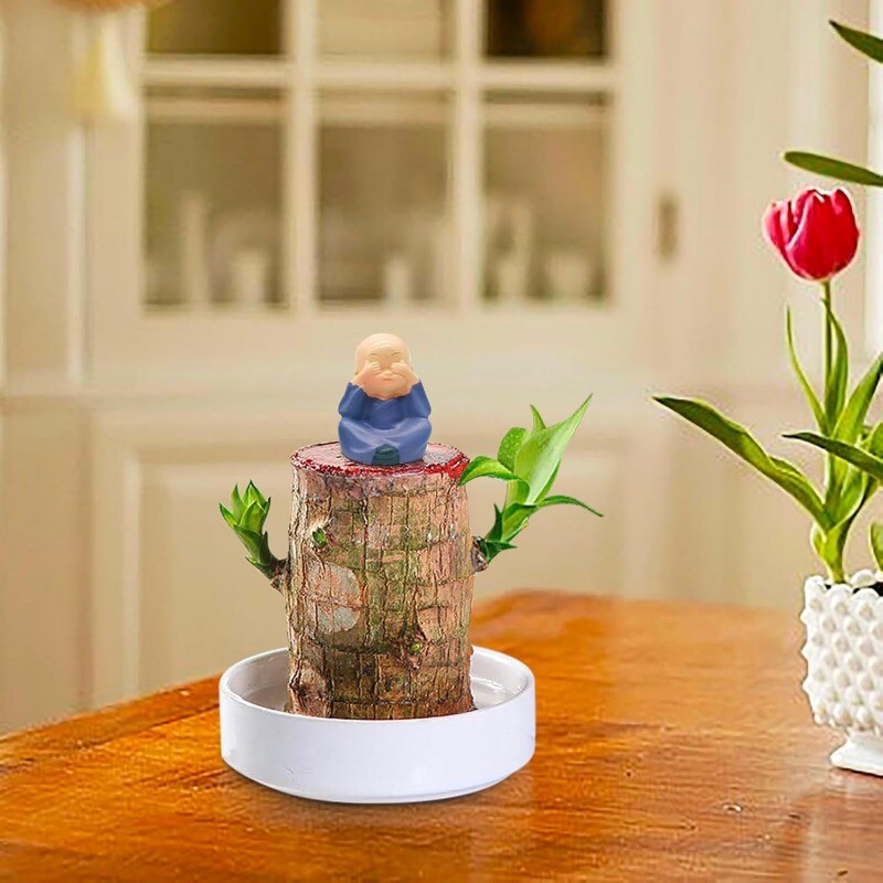 A Set of Green Plant Brazilian Wood Water Raise Lucky Wood Potted Tree Indoor US