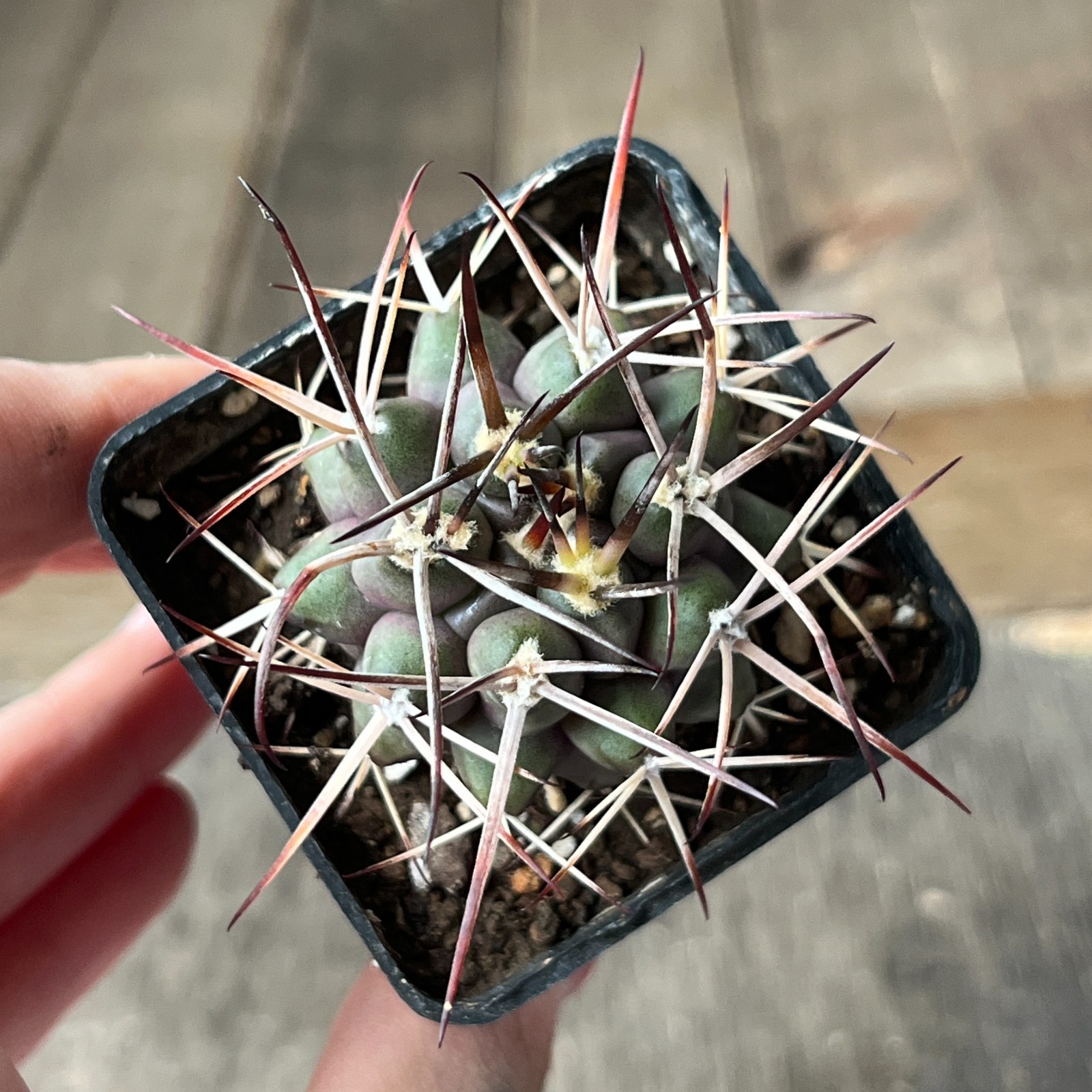 A45-1364 Gymnocalycium delaetii, own root