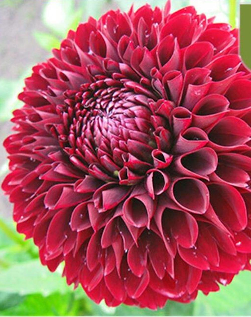 (10) DAHLIA SEEDS rare exotic flower blossom garden plant USA SELLER W/TRACK