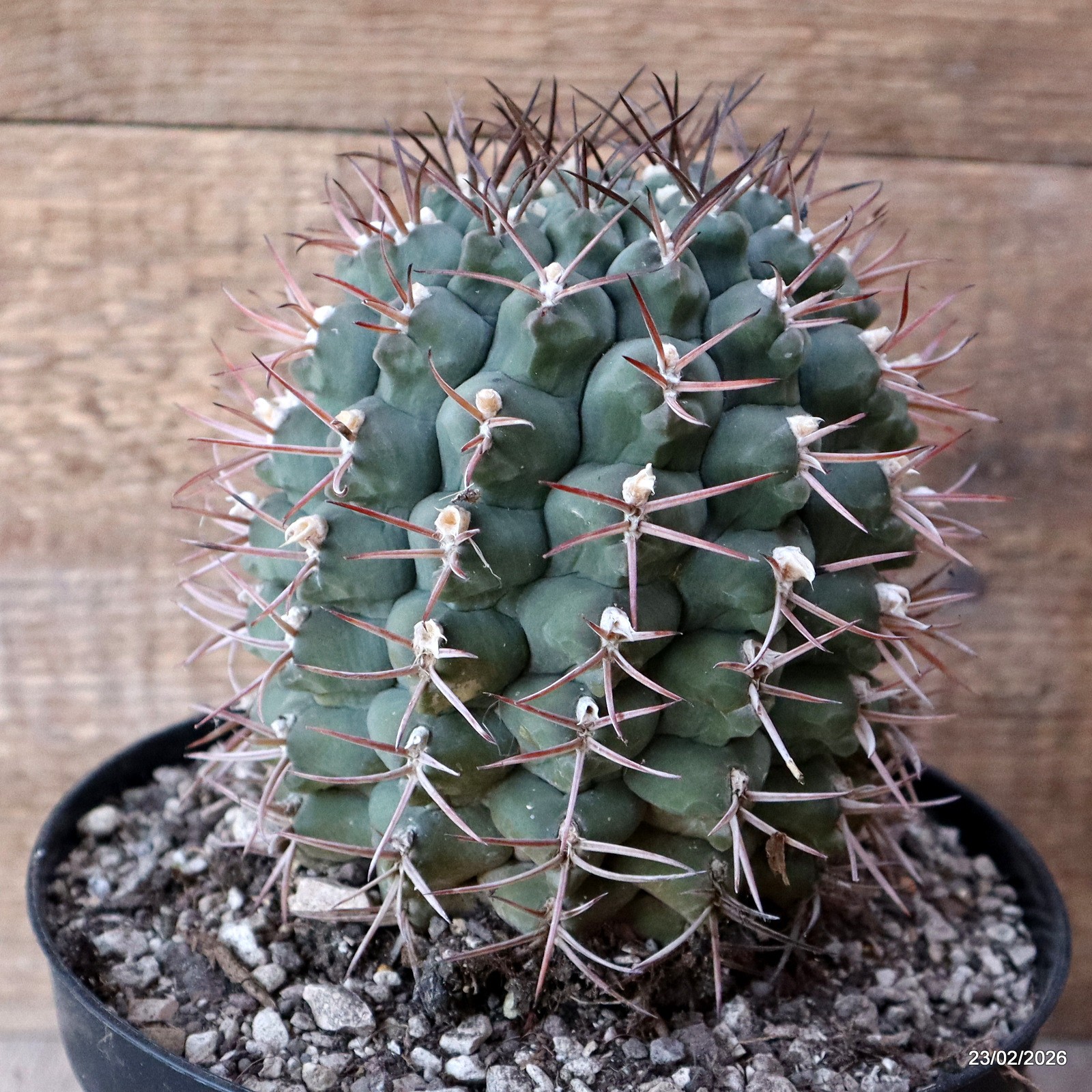 D7841 GYMNOCALYCIUM SCHICKENDANTZII PATQUIA pot18-H15-W11,5 cm MaMa Cactus
