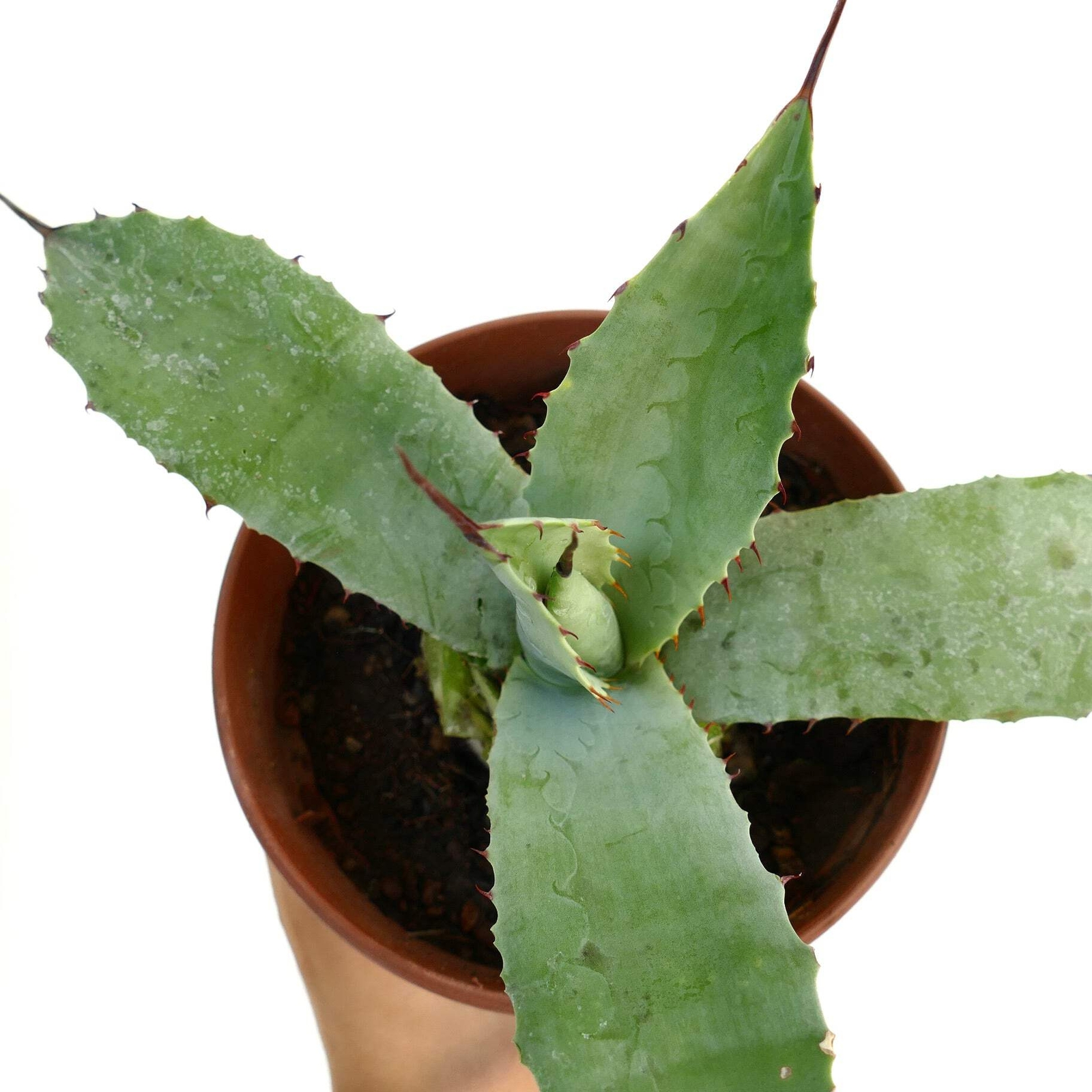 Agave bovicornuta X Agave americana – Cow-horn agave hybrid | American agave hyb