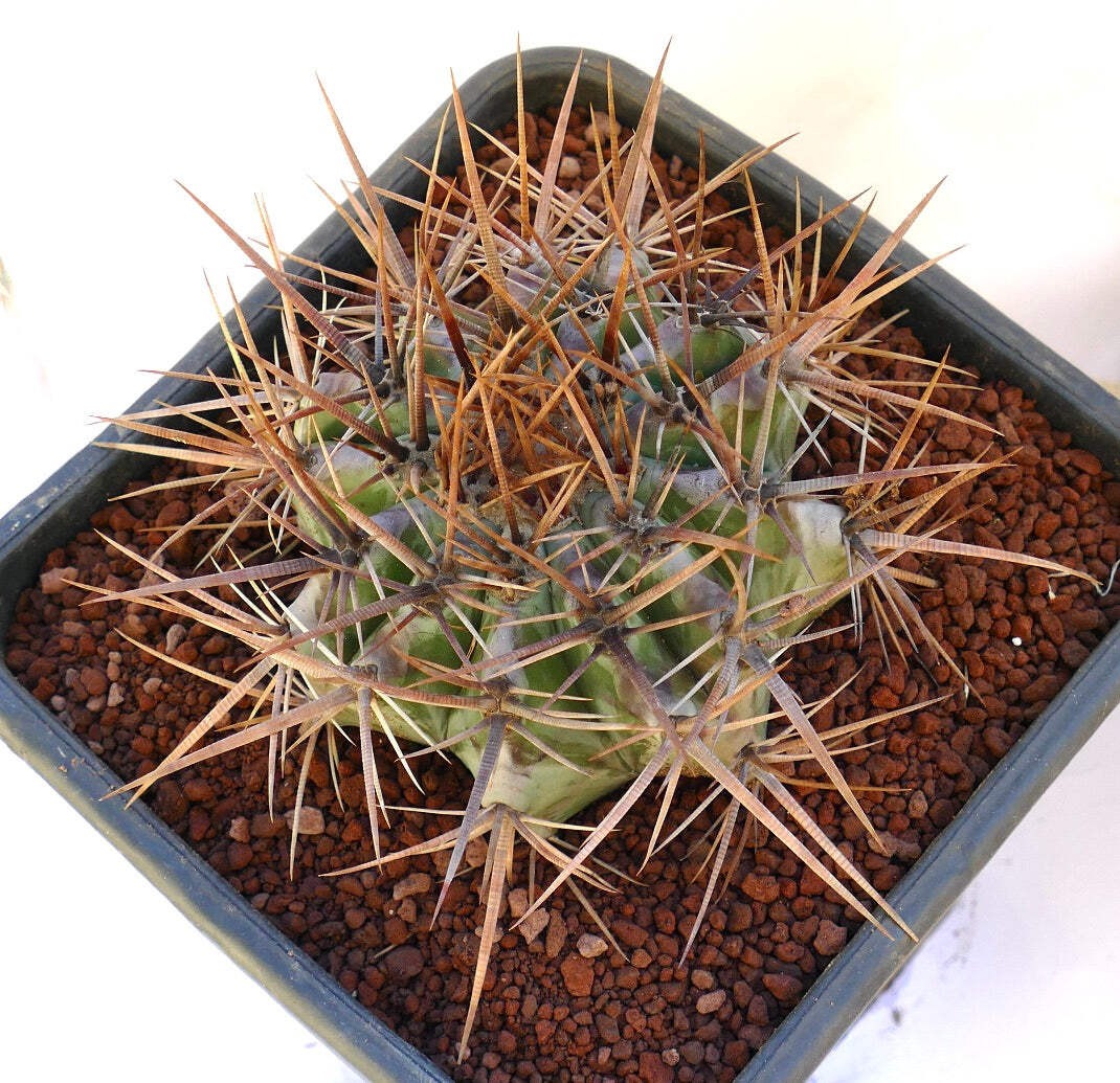 Echinocactus ingens STRONG SPINES – Giant barrel cactus | Giant hedgehog cactus