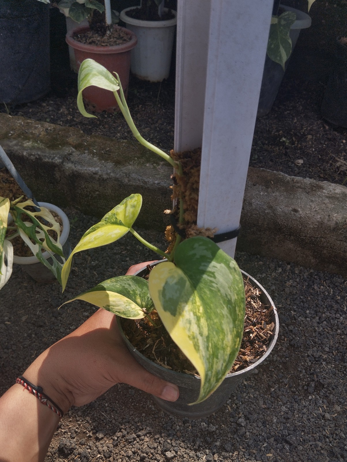 Scindapsus Andalas Variegated Medium Size Real Picture