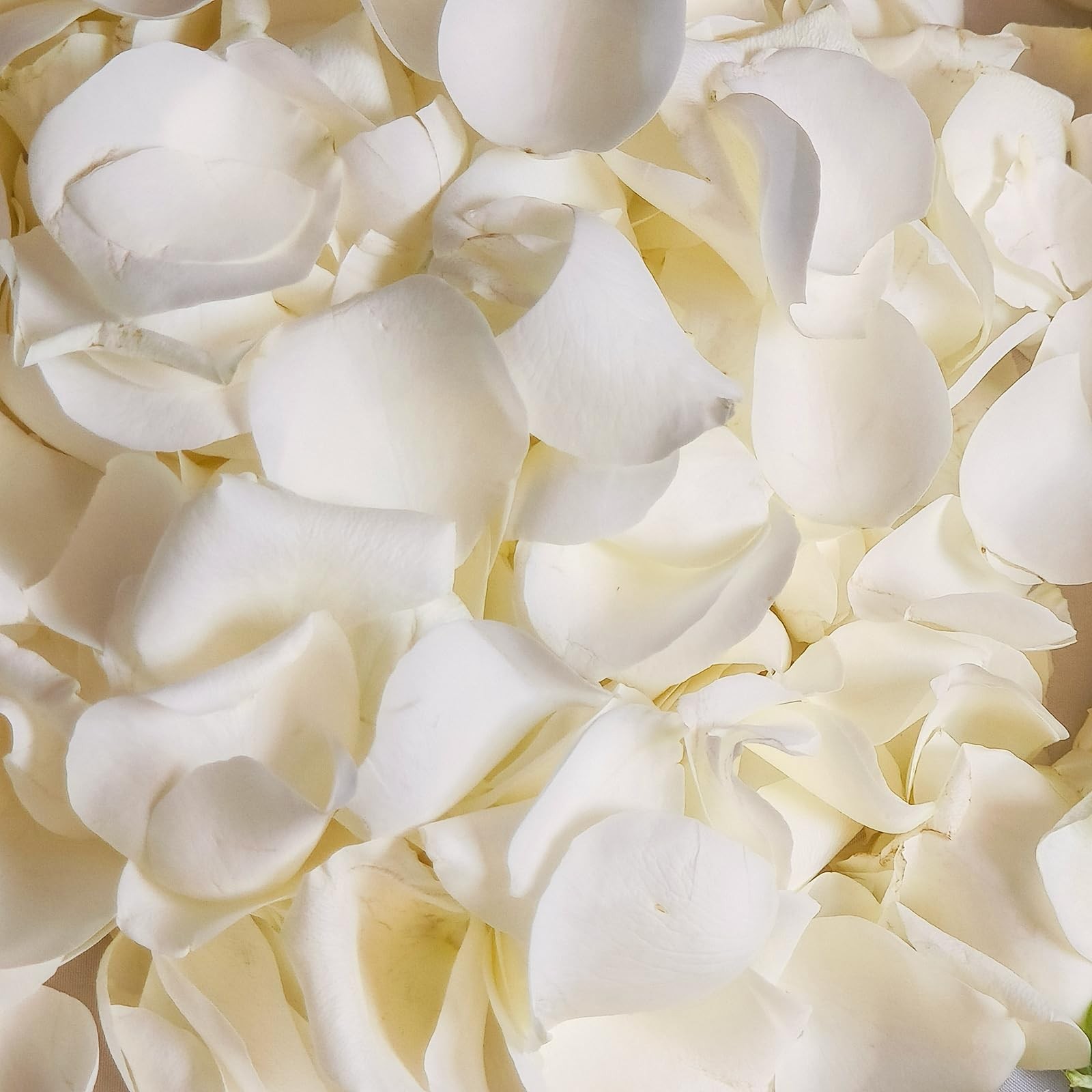 180 Pcs Dried Real White Rose Petals Freeze Preserved Wedding Party Decor