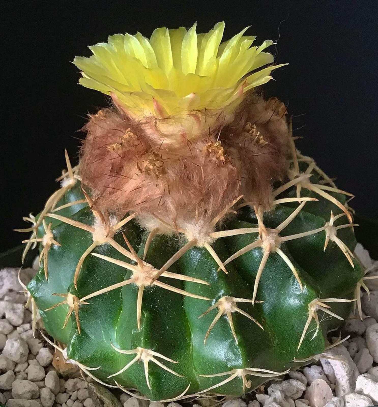 Wigginsia pauciareolata SEEDS – Rare Cactus SEEDS