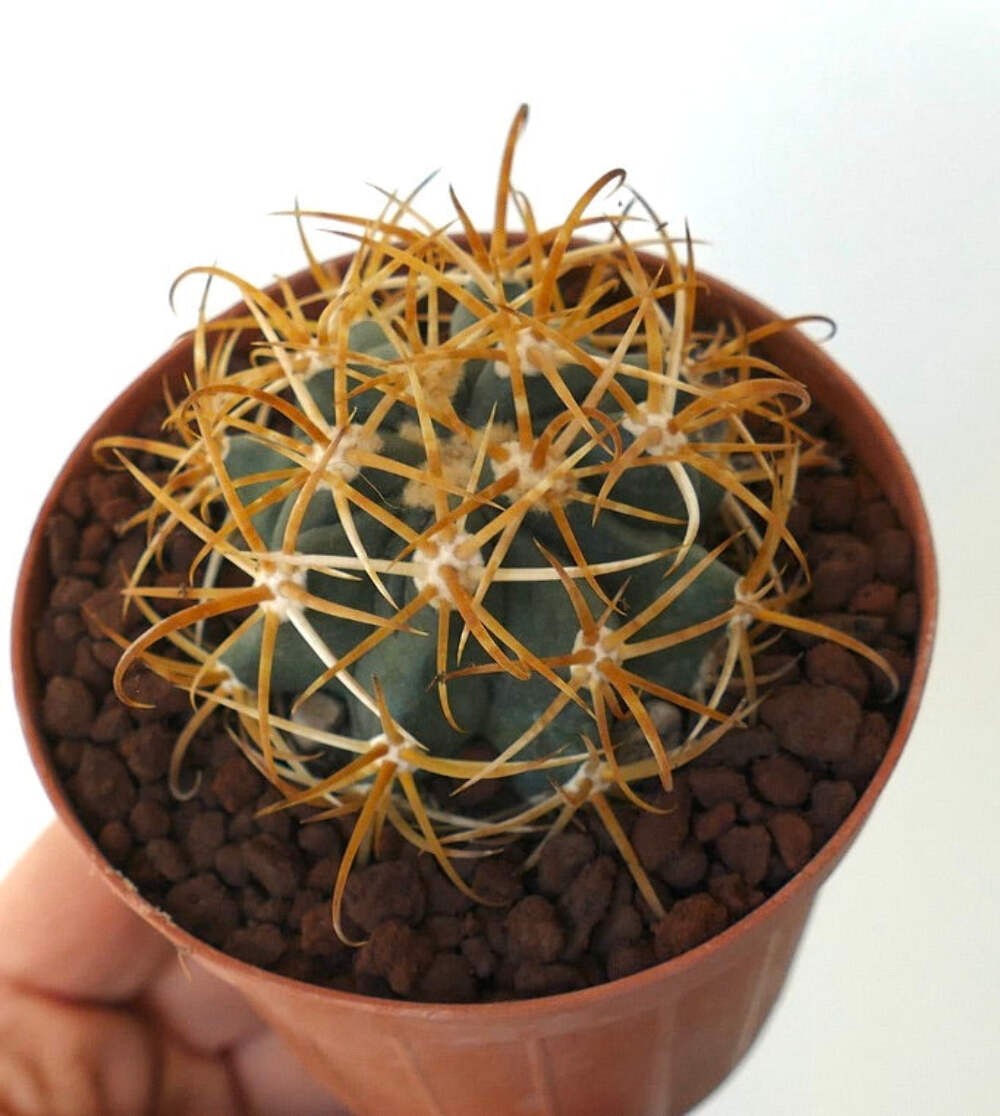Ferocactus chrysacanthus YELLOW ORANGE SPINES – Golden barrel cactus | Fire barr