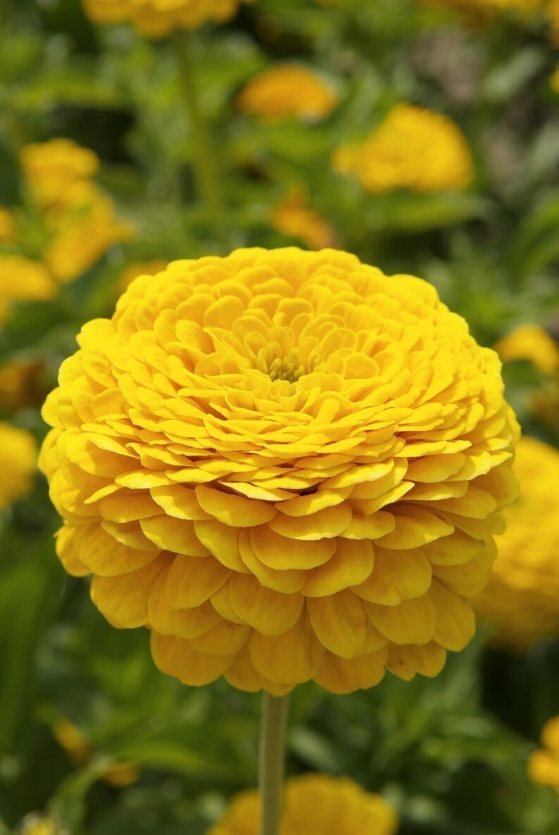50 Golden Yellow Gigantica Zinnia Seeds, Largest Giant Zinnias,Zinnia Gigantica