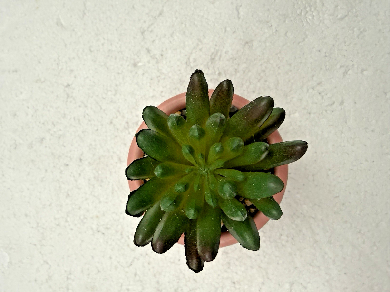 Potted Faux Succulent Pink “Love” 4″ FAST SHIP!