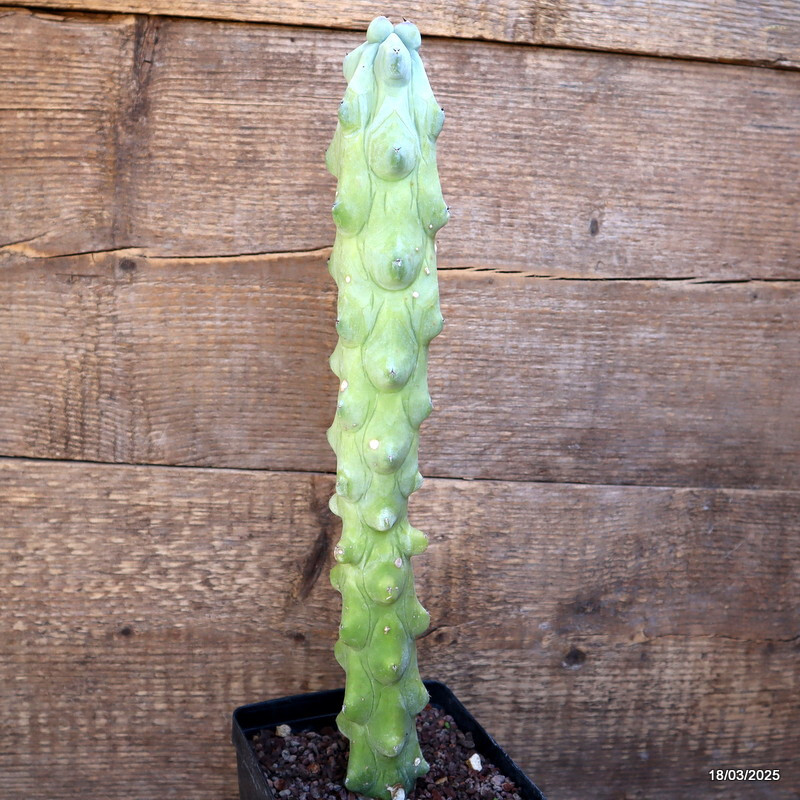 A3702 MYRTILLOCACTUS FUKUROKURIUZINBOKU pot12-H36-W6 cm MaMa Cactus