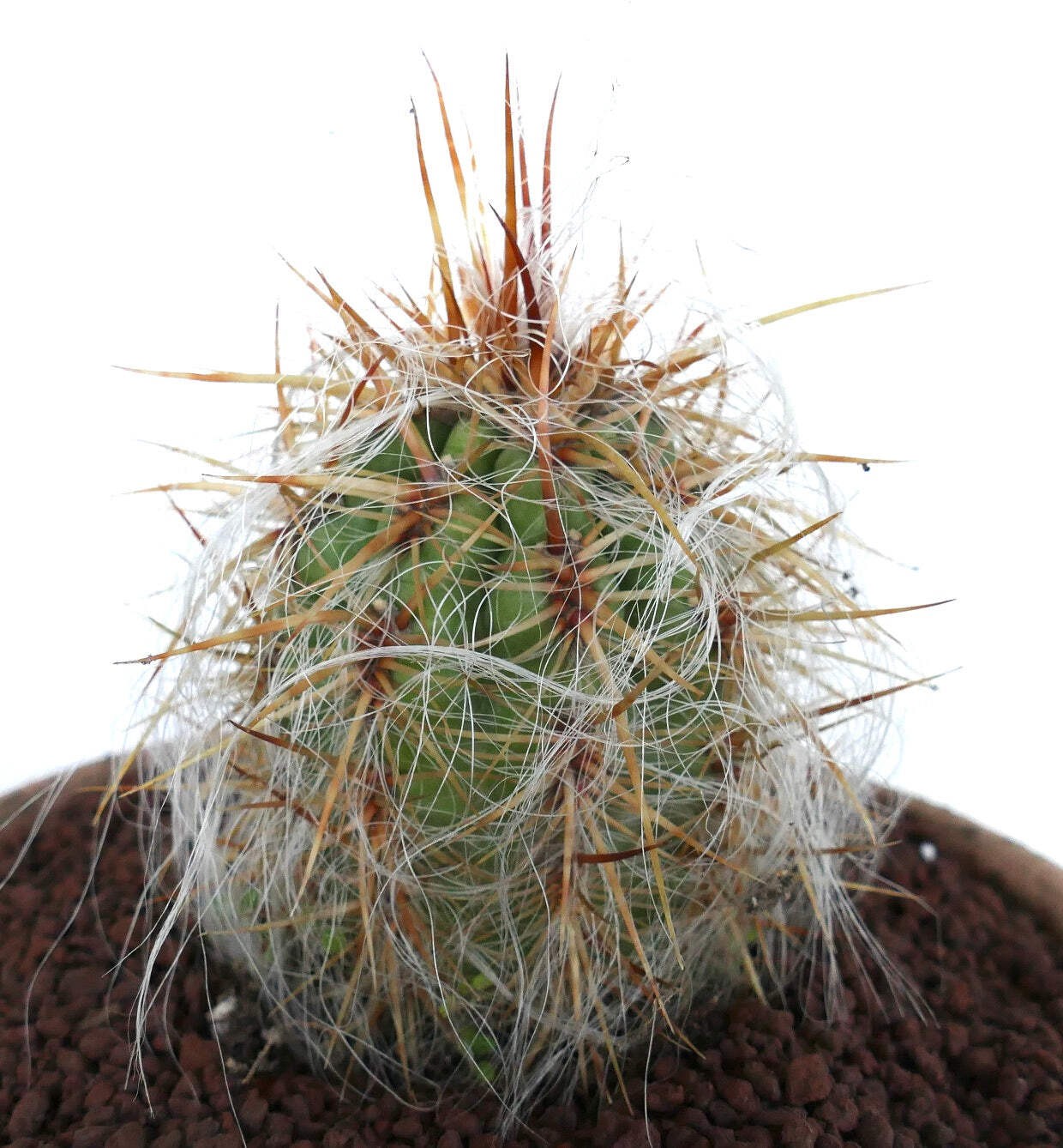 Oreocereus celsianus STRONG SPINES – Old Man of the Andes | Mountain Old Man
