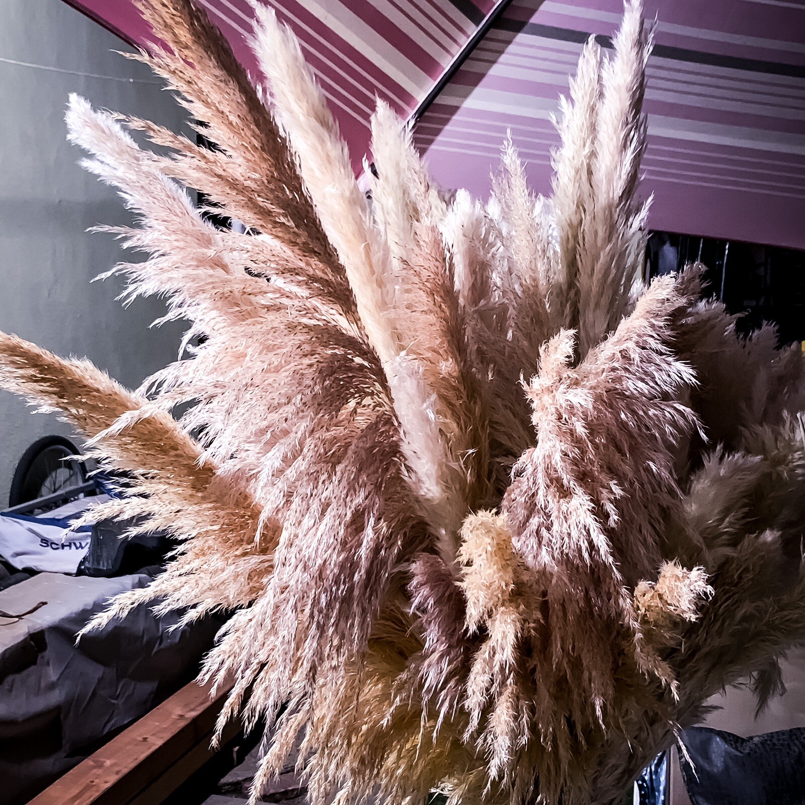 Dried flowers- Box of 12 (36”) natural white beige pampas grass