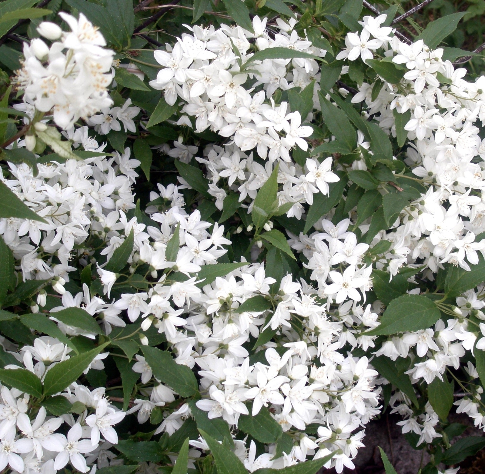 Deutzia gracilis –