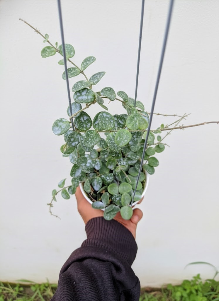 Hoya Serpen Exotic Foliage Rare Unique