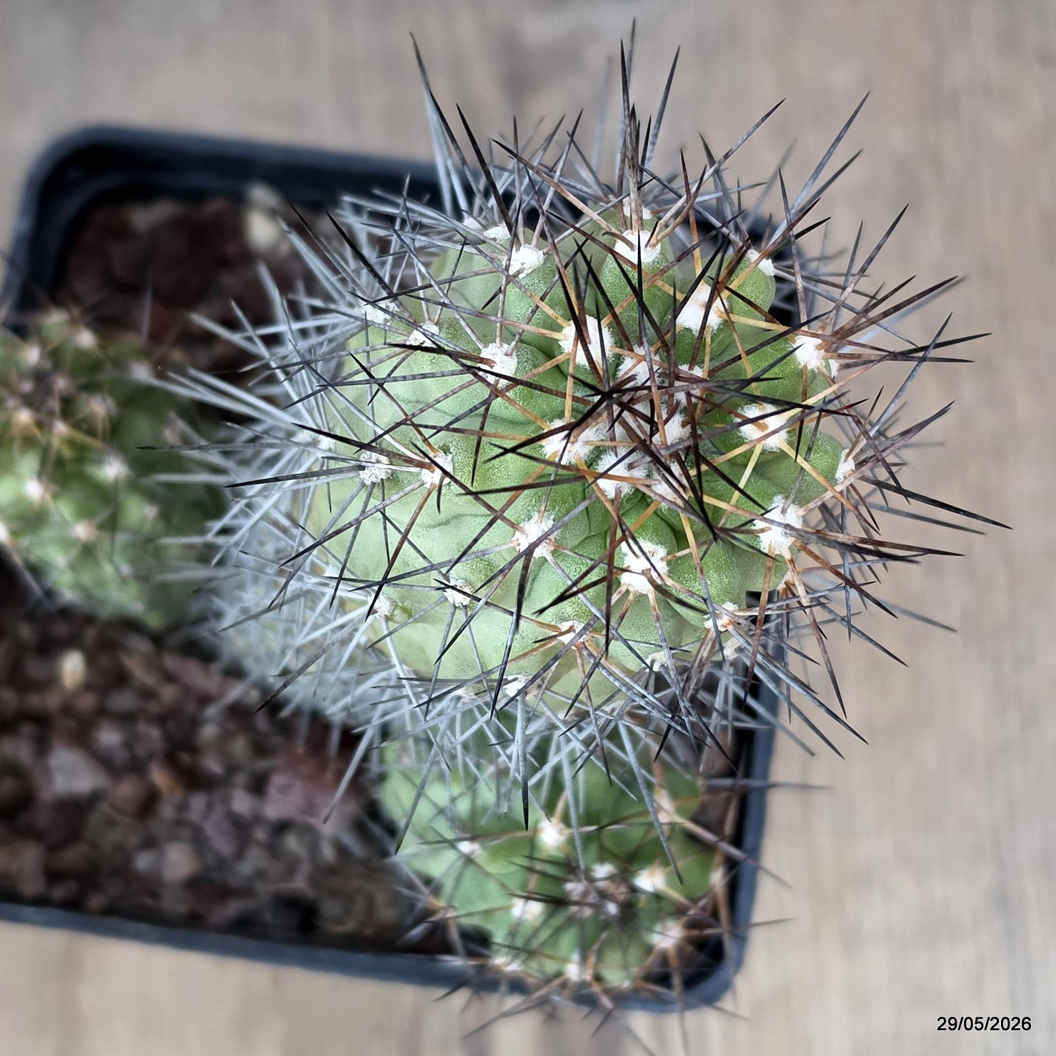 D3458 COPIAPOA TOCOPILLANA pot10-H11,5-W11 cm MaMa Cactus