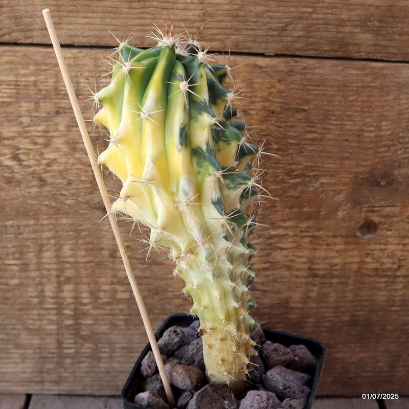 D4981 FEROCACTUS HYBRID VARIEGATED pot9-H22-W8 cm MaMa Cactus