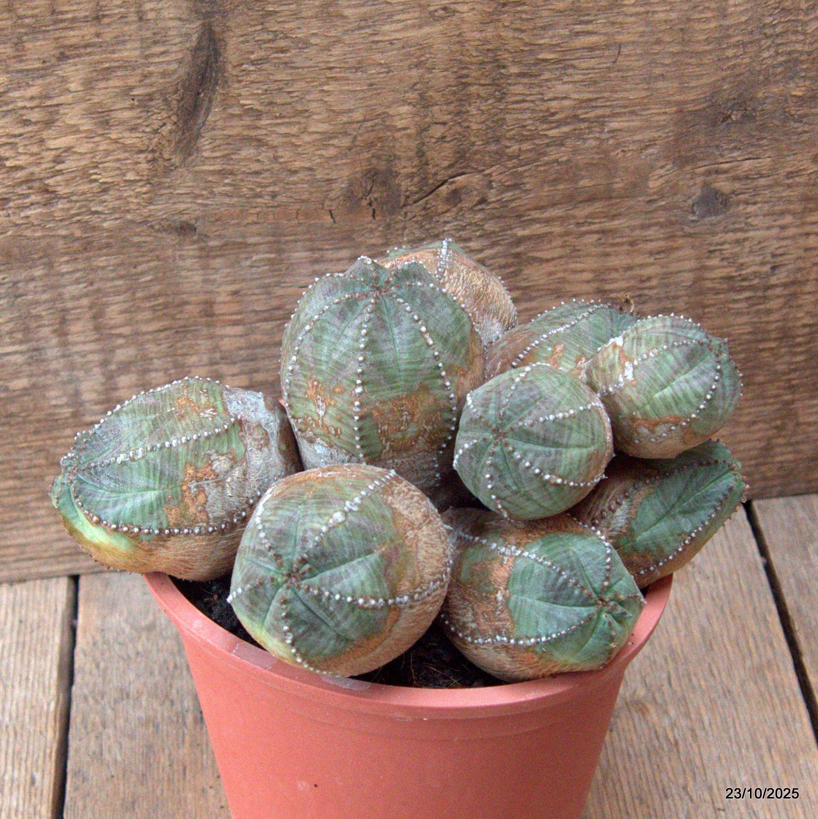 D7157 EUPHORBIA PSEUDOGLOBOSA pot13-H11-W19 cm MaMa Cactus