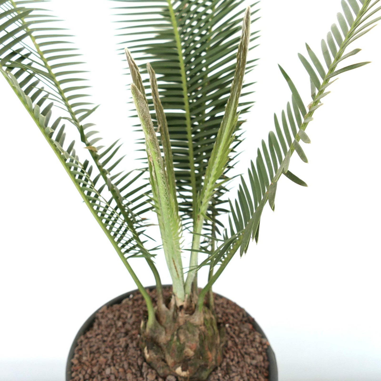 Dioon edule Jacala Form (Hidalgo, MX) 8x7cm Caudex – Chestnut dioon | Virgin’s p