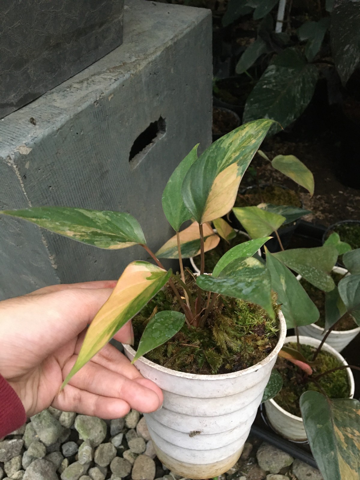 Homalomena Pink Diamond – Rare Pink Variegated Live Plant Grow in Pot