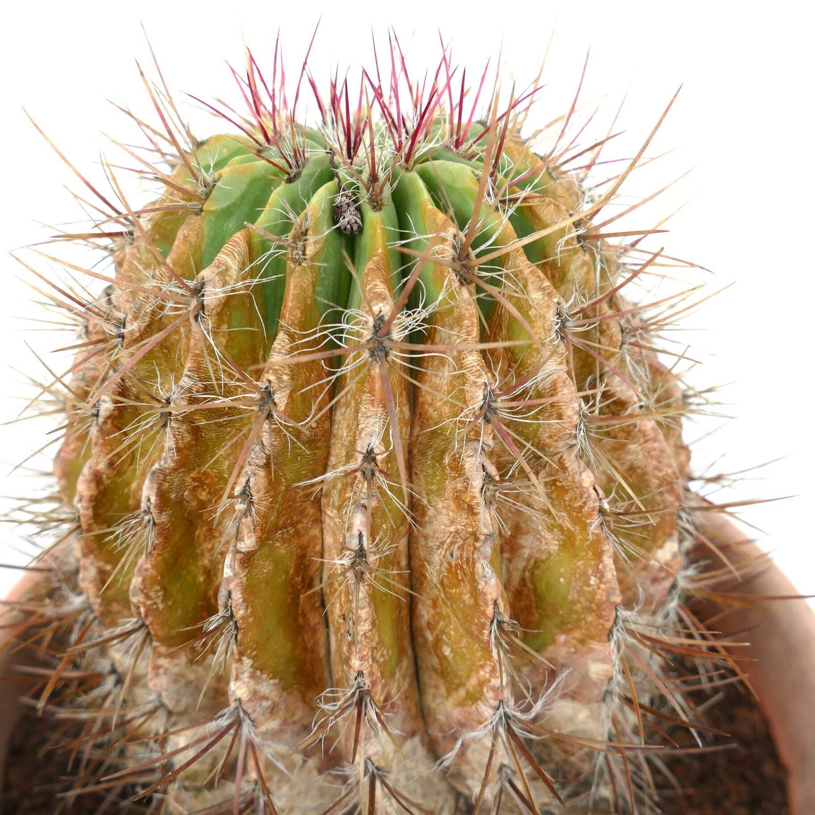 Ferocactus pilosus OLD SPECIMEN 17x24cm – Mexican fire barrel | Red barrel cactu