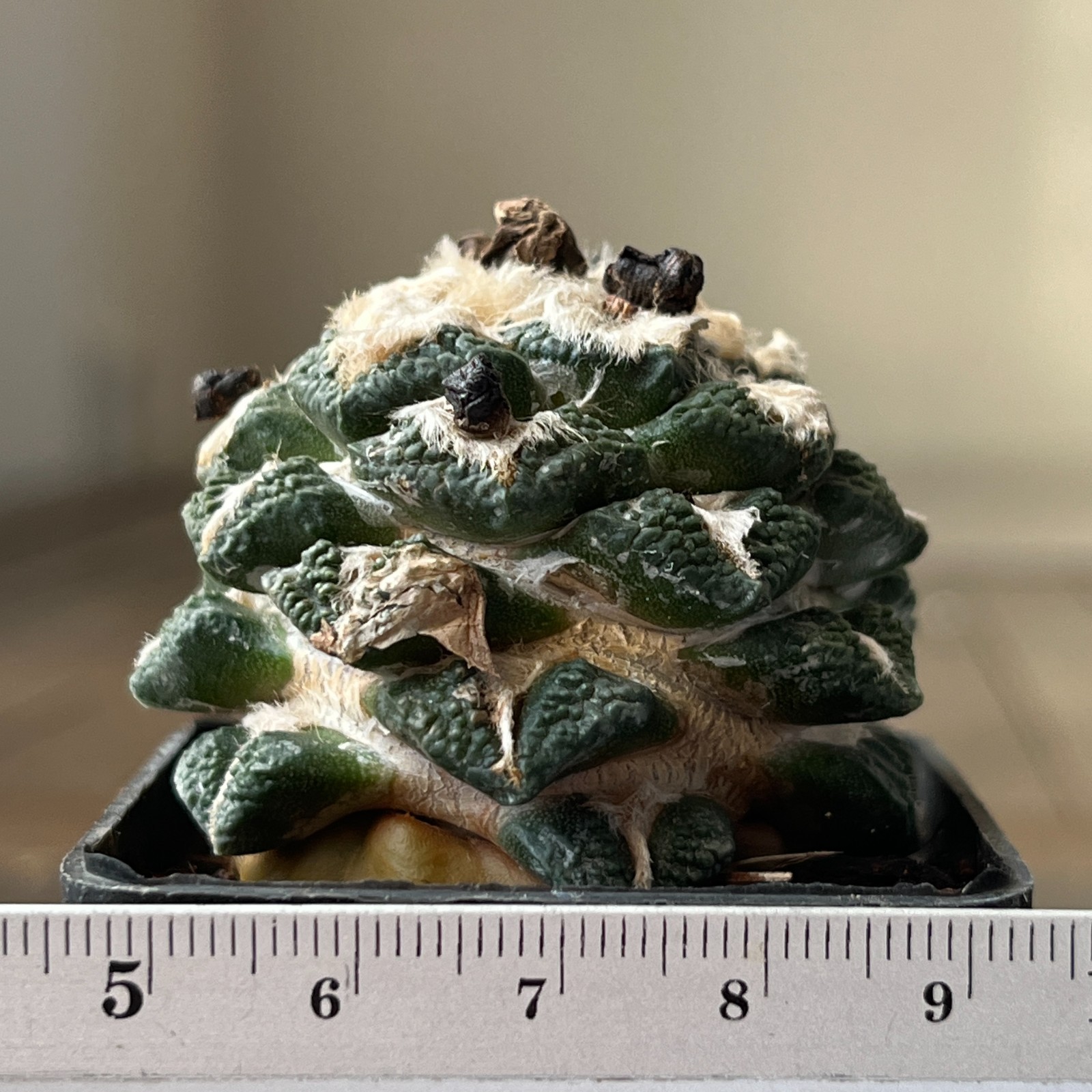 A33-101 Cactus hybr (fiss x kotsch), grafted