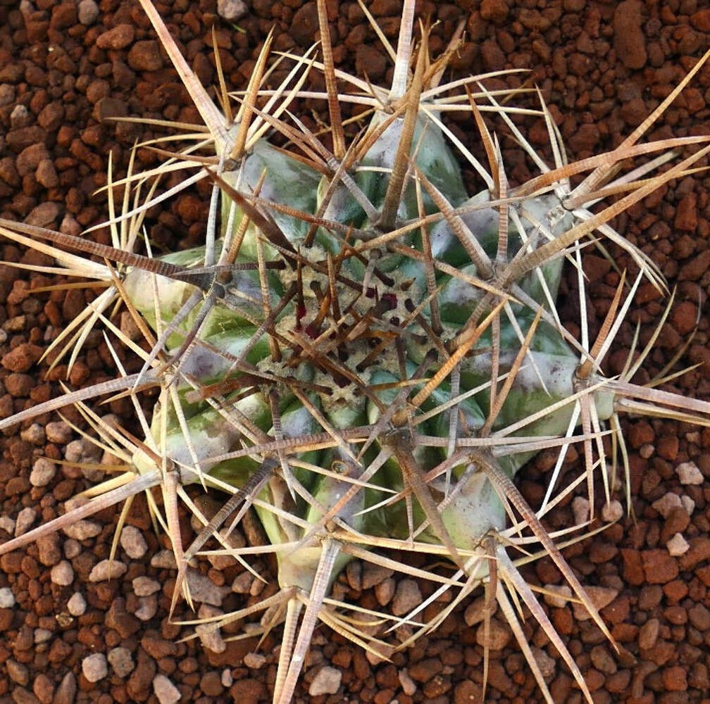 Echinocactus ingens STRONG SPINES 110L – Giant barrel cactus | Giant echinocactu