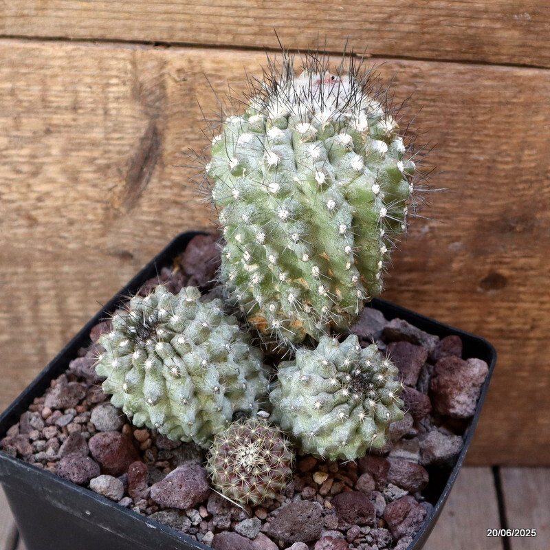 D4773 COPIAPOA PEPINIANA V. FIEDERIANA pot14-H13-W13 cm MaMa Cactus