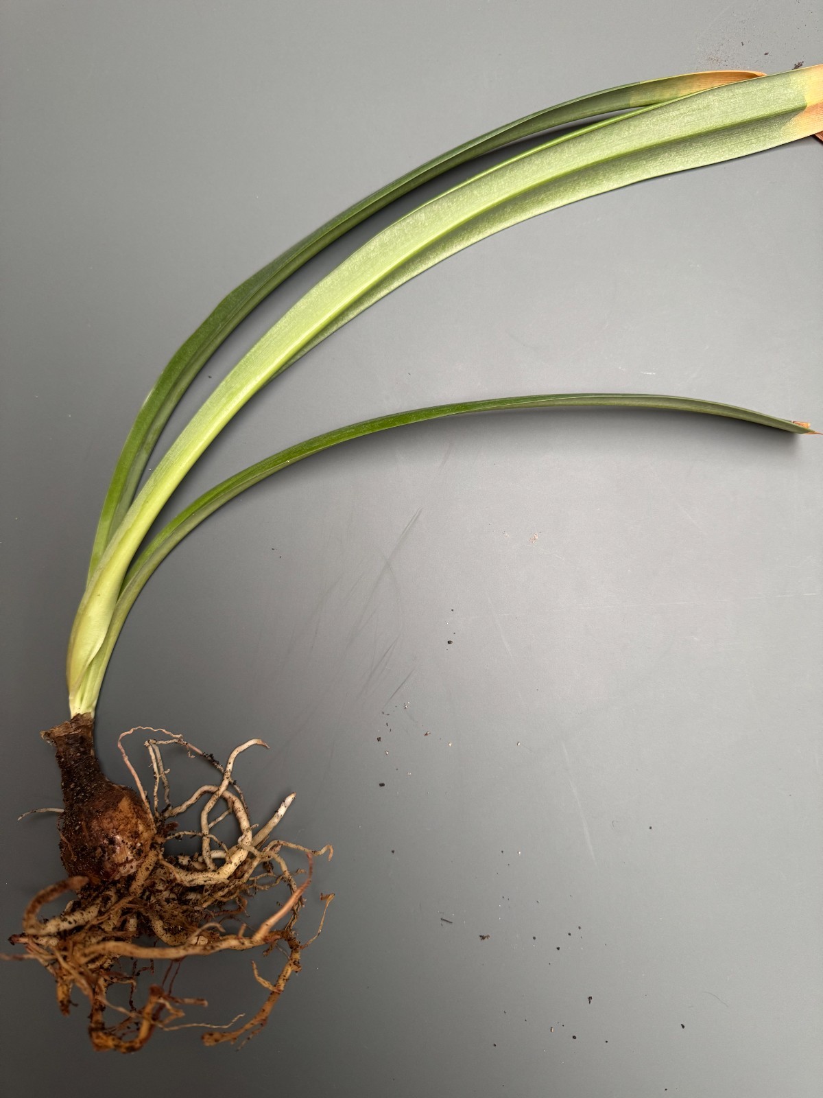 Hippeastrum machupijchense 3 cm – rare species