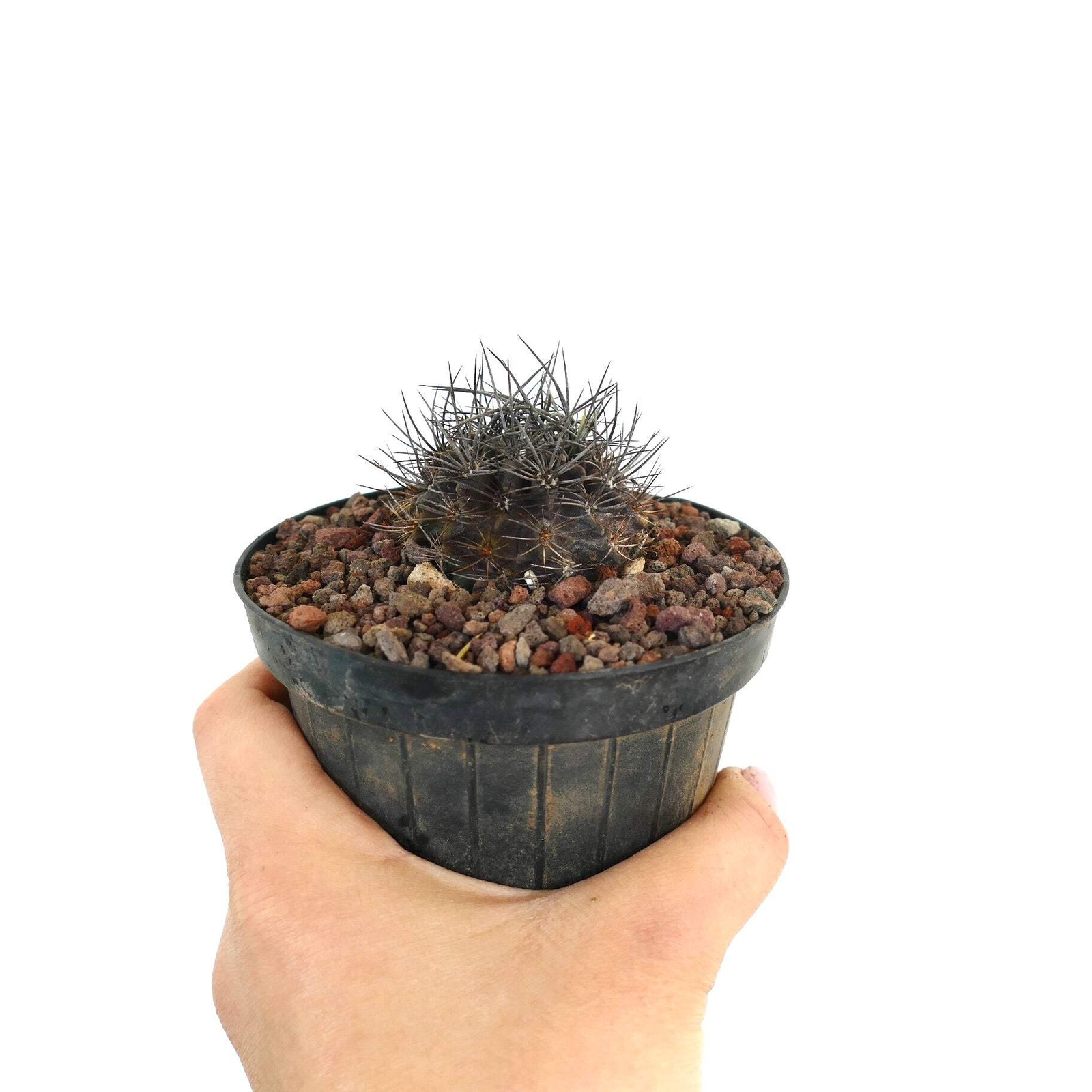 Neoporteria confinis VERY SPINY – Chilean cactus | Neoporteria