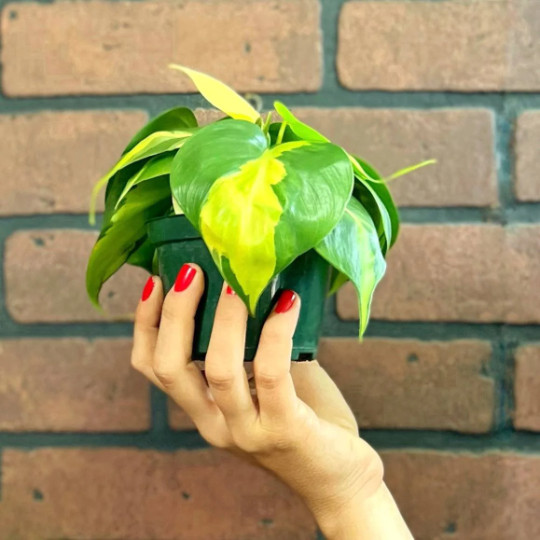Philodendron Brasil Brazil in 4 inch Pot | Trailing Plant | Live Houseplant Vine