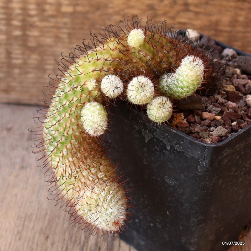 D4975 MAMMILLARIA PEREZDELAROSAE pot9-H11-W7 cm MaMa Cactus