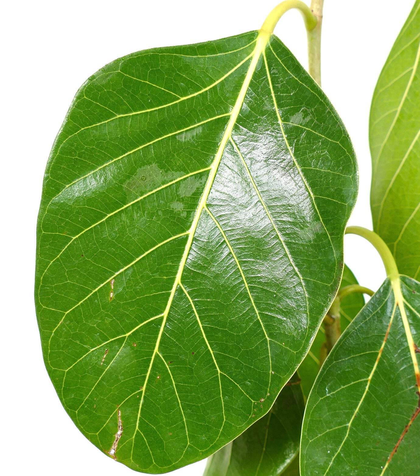 Ficus bengalensis – Banyan Tree