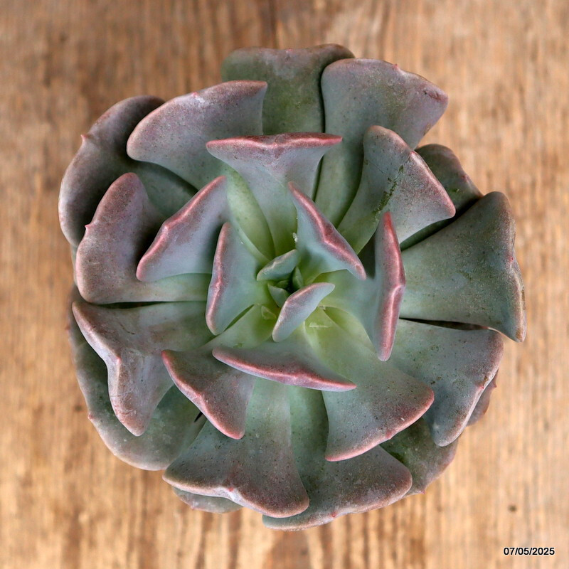 D3939 ECHEVERIA RUNYONII “TOPSY TURVY” pot8,5-H10-W12 cm MaMa Cactus