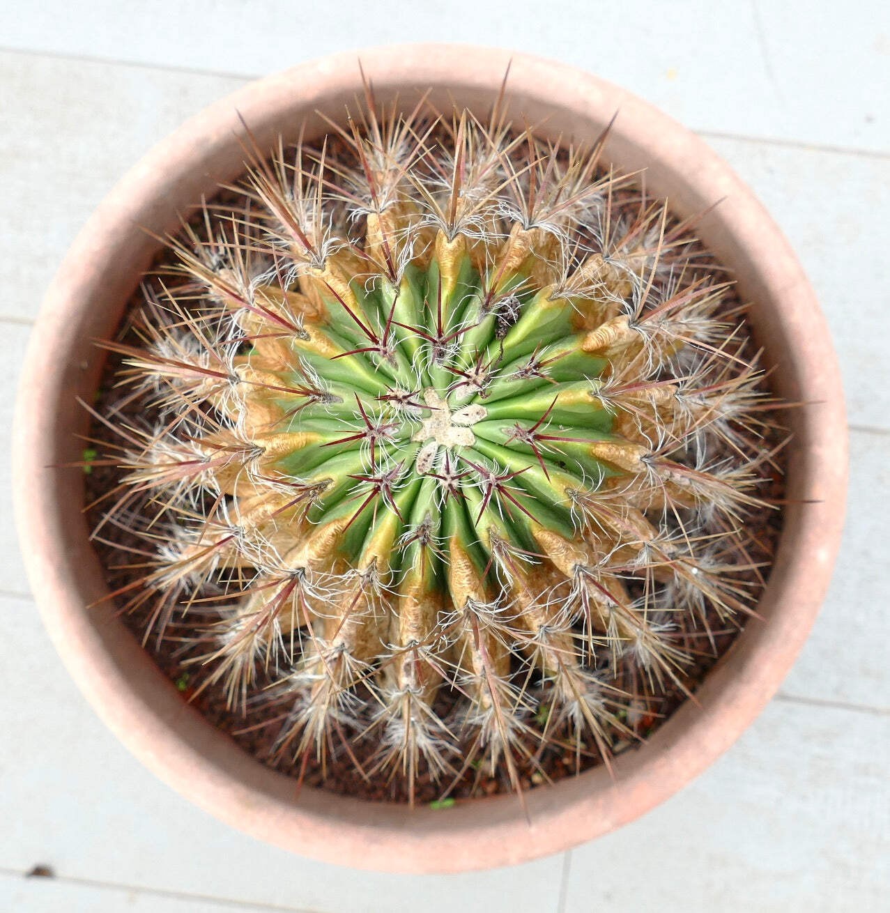 Ferocactus pilosus OLD SPECIMEN 17x24cm – Mexican fire barrel | Red barrel cactu