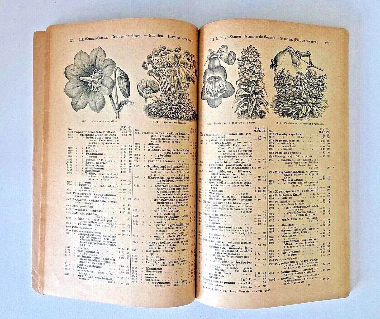 Haage & Schmidt 1903 Haupt-Verzeichniss Samen und Pflanzen –
