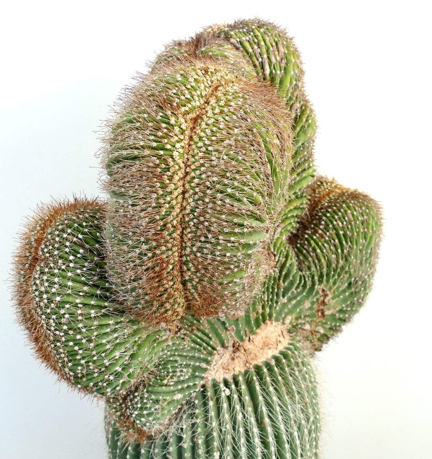 Carnegiea polylopha SAGUARO CRESTATO 66x38cm – Cardon | Elephant cactus