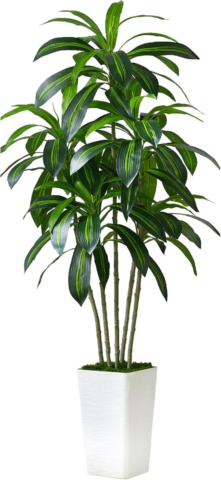 6FT Artificial Dracaena Tree in White Tall Planter – Faux Tropical Yucca Plant