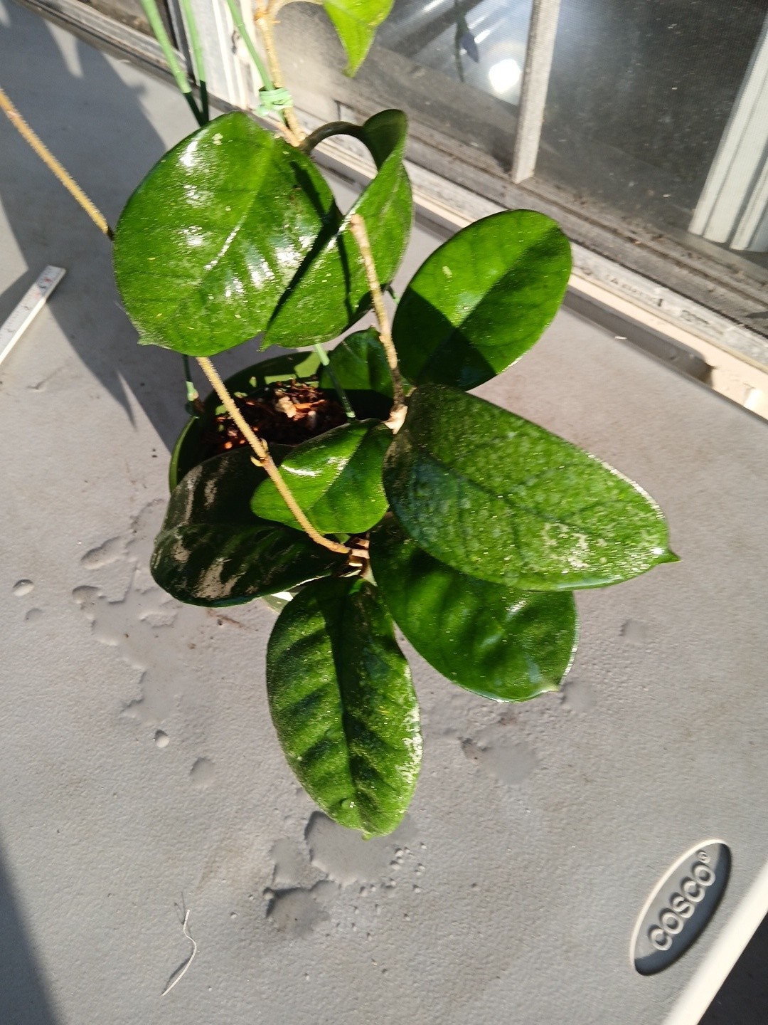 #865- HOYA FUNGI LIVE PLANT, LARGE LEAVES, LARGE PLANT,5″INCHES HANGER POT,