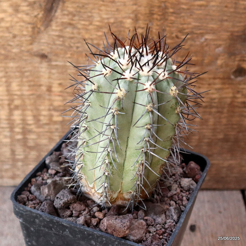 D4808 COPIAPOA MAGNIFICA KK1393 pot10-H11-W6,5 cm MaMa Cactus