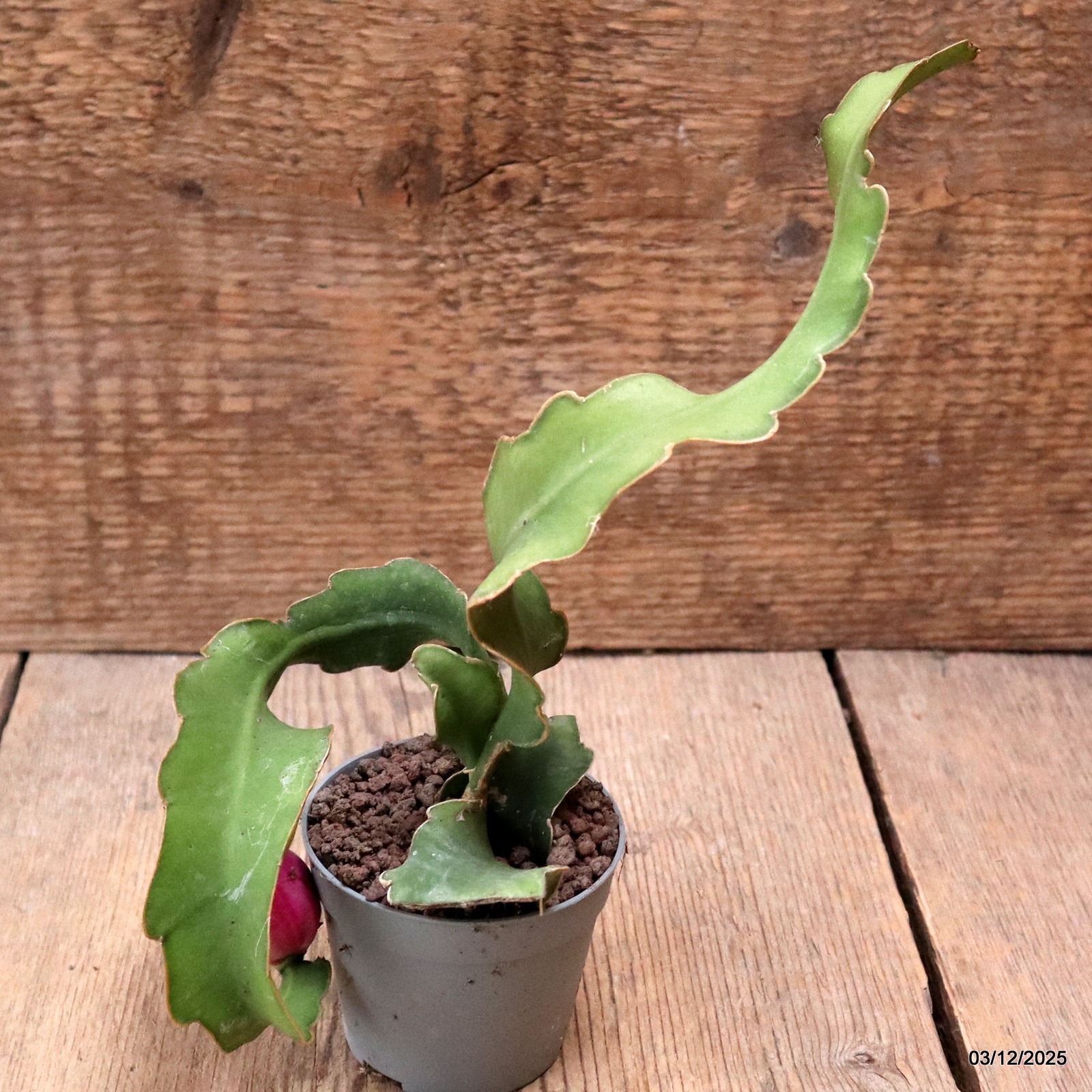 D7667 EPIPHYLLUM ANGULIGER CURLY pot6,5-H19-W11 cm MaMa Cactus