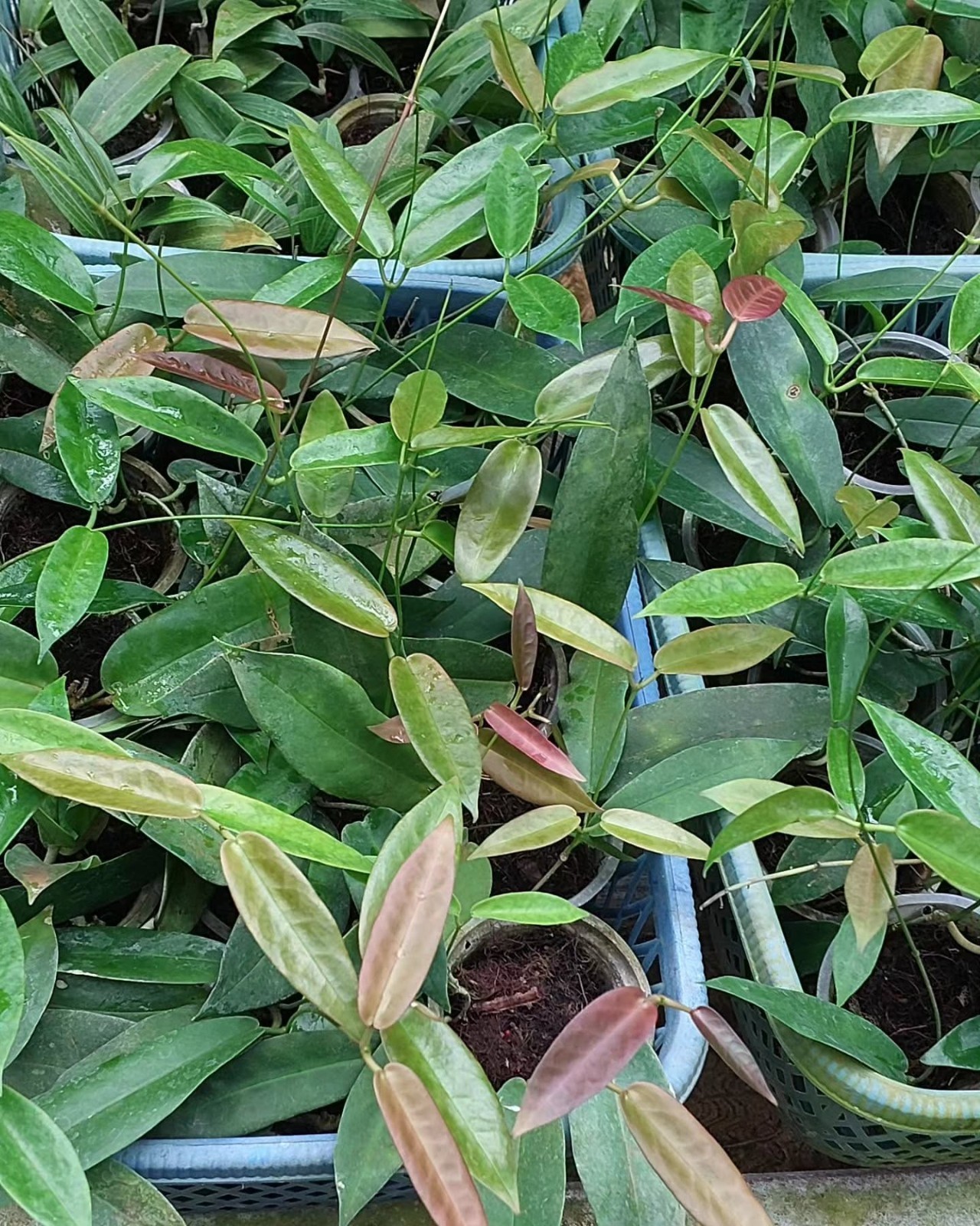 Hoya archboldiana pink Rare Variegated, Real Picture, Aroid Houseplant
